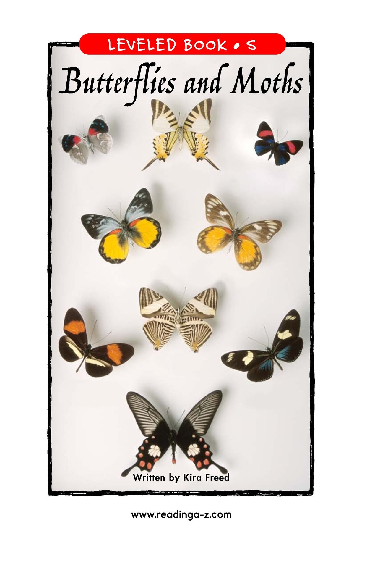 Butterflies and Moths