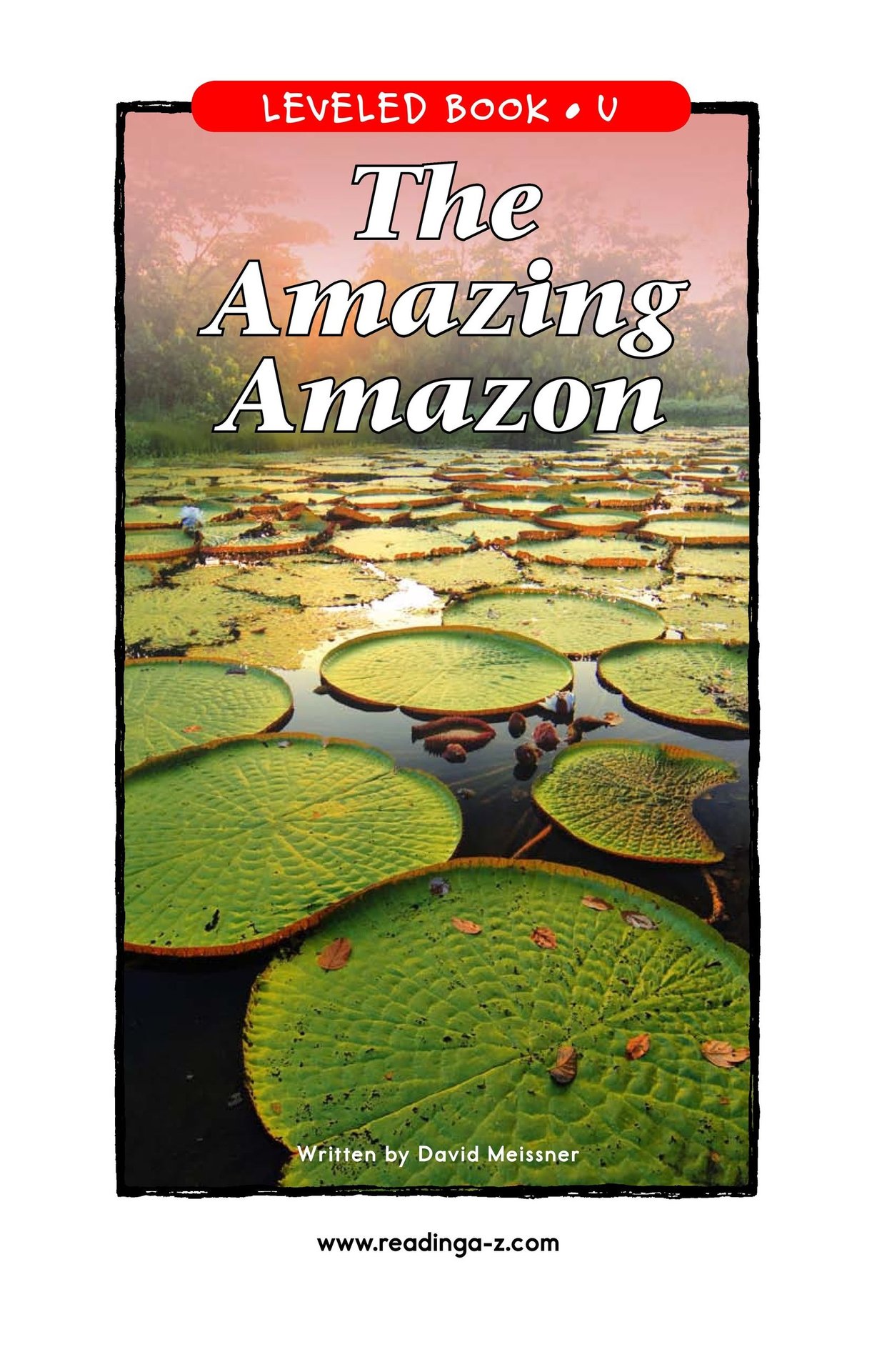 The Amazing Amazon