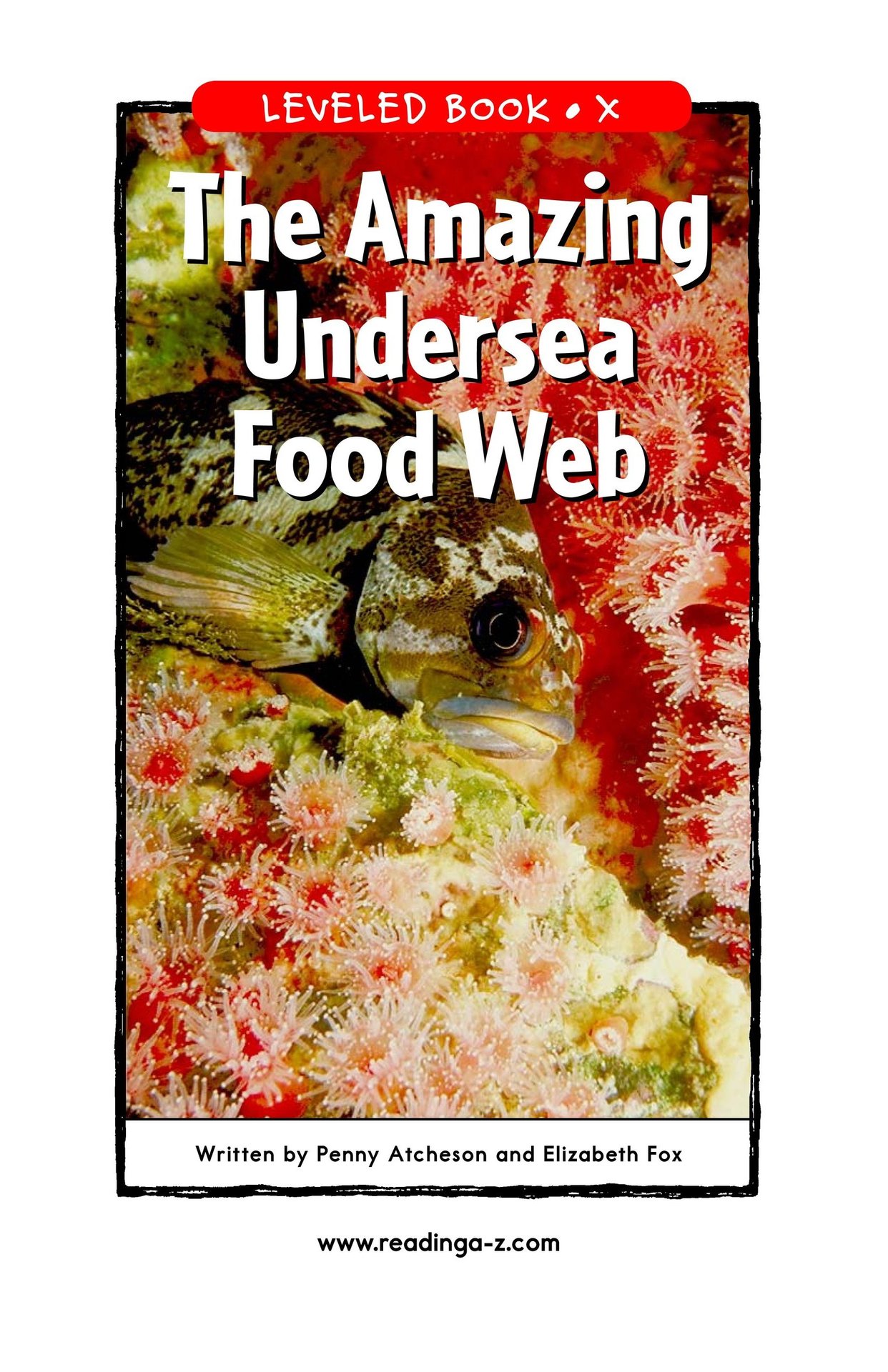 The Amazing Undersea Food Web