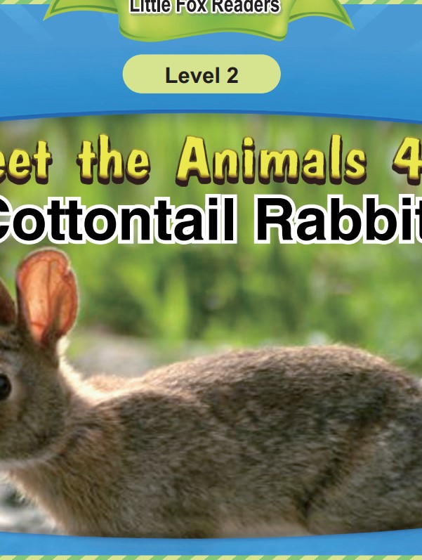 Cottontail Rabbit