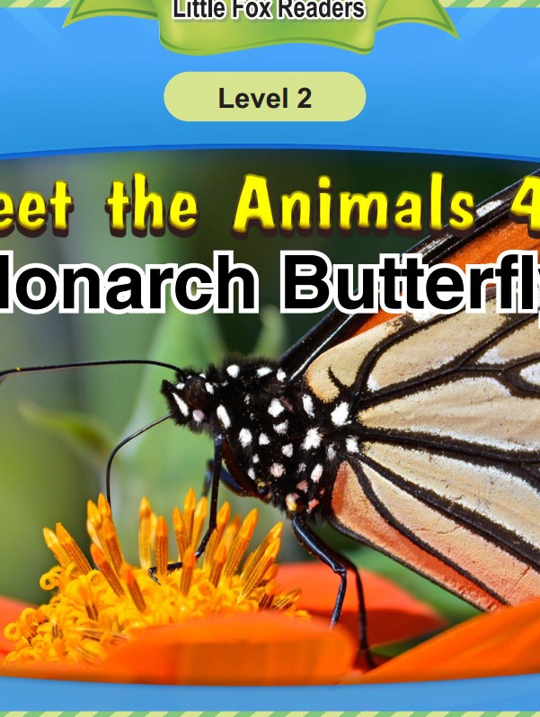 Monarch Butterfly