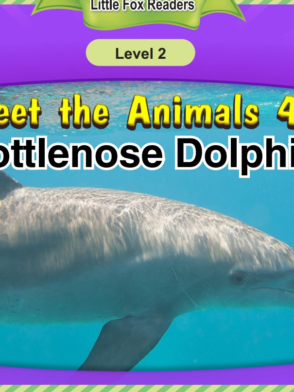 Bottlenose Dolphin