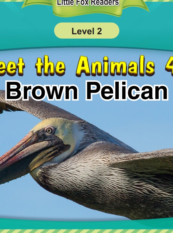 Brown Pelican