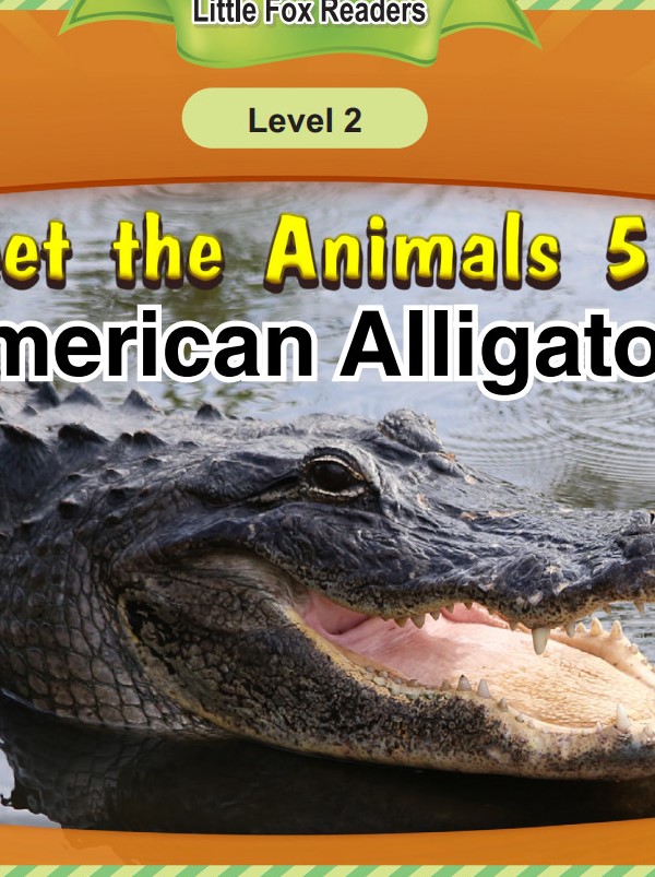 American Alligator
