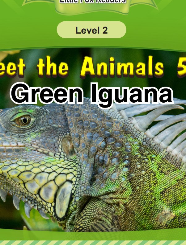 Green Iguana