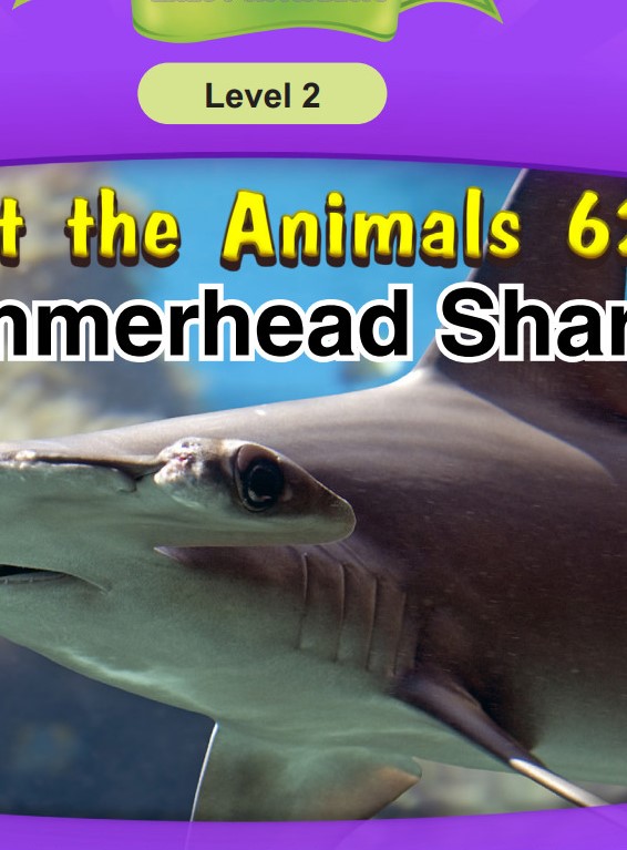 Hammerhead Shark