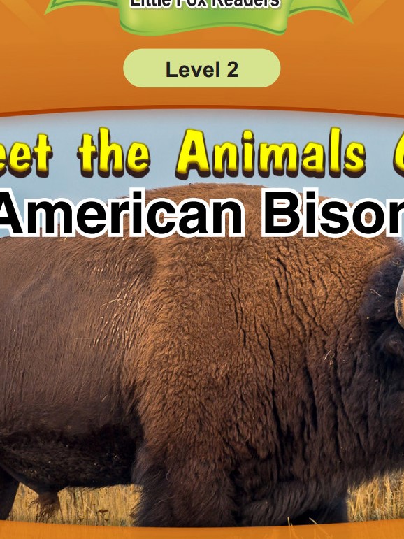 American Bison