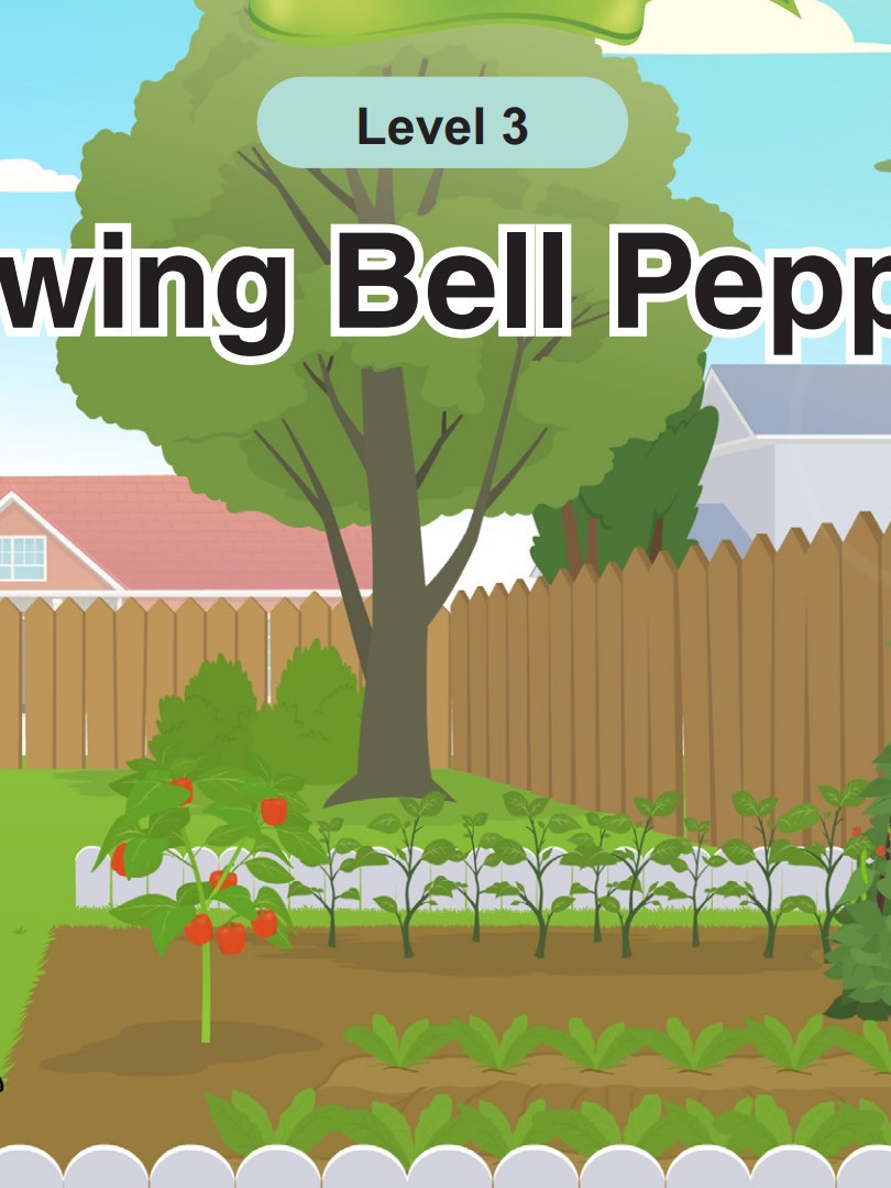 Growing Bell Peppers