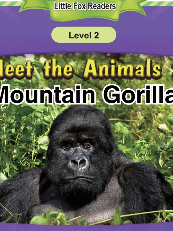 Mountain Gorilla