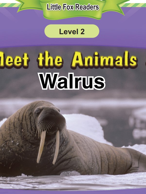 Walrus
