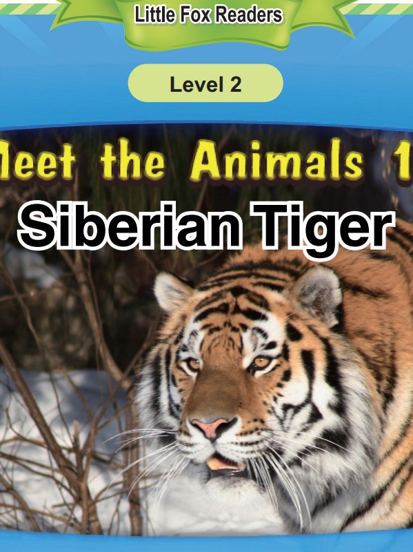 Siberian Tiger