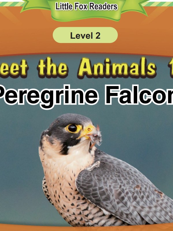 Peregrine Falcon