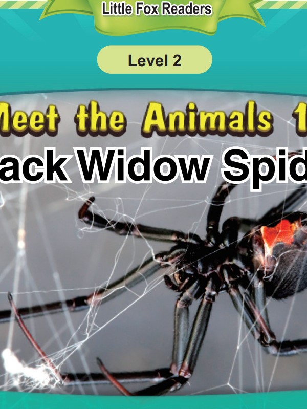 Black Widow Spider