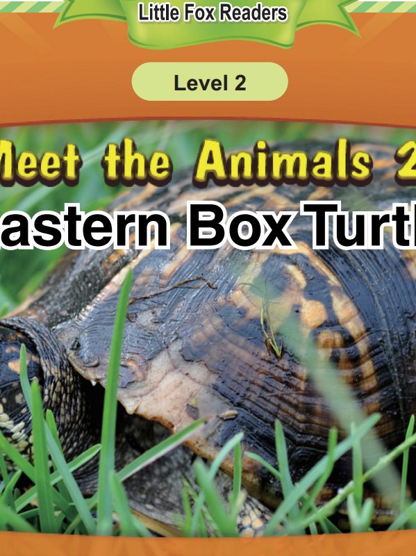 Eastern Box Turtle