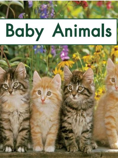The baby animals
