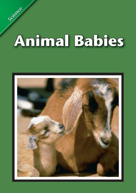 Animal Babies