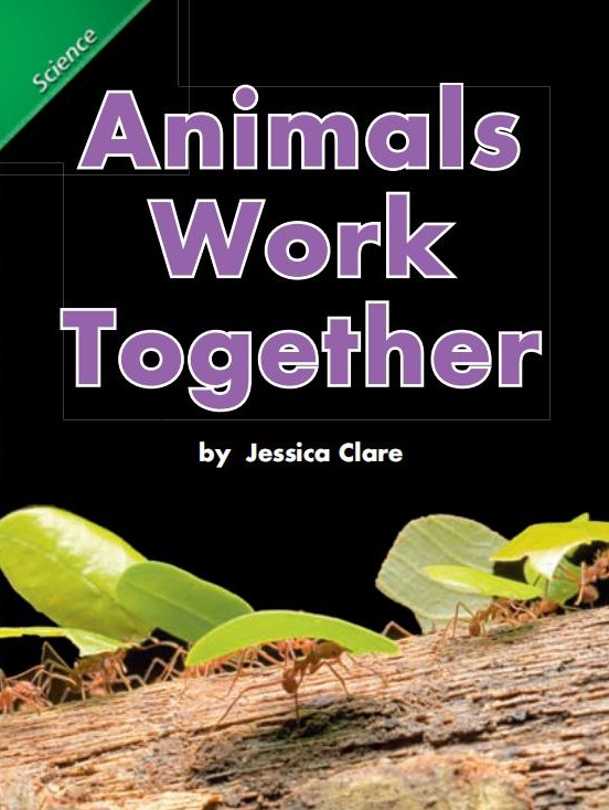 Animals work together
