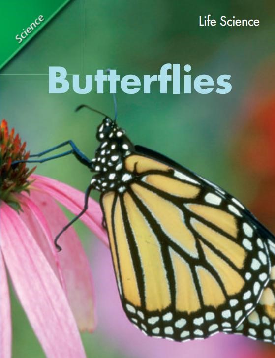 Butterflies