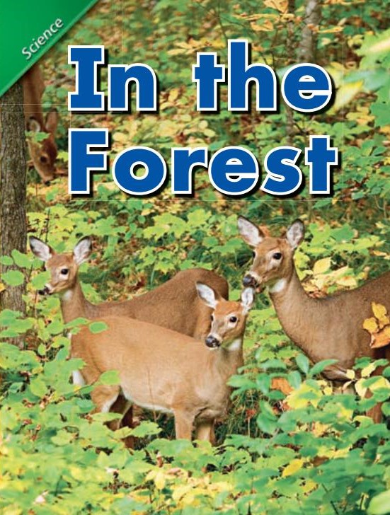 In the forest