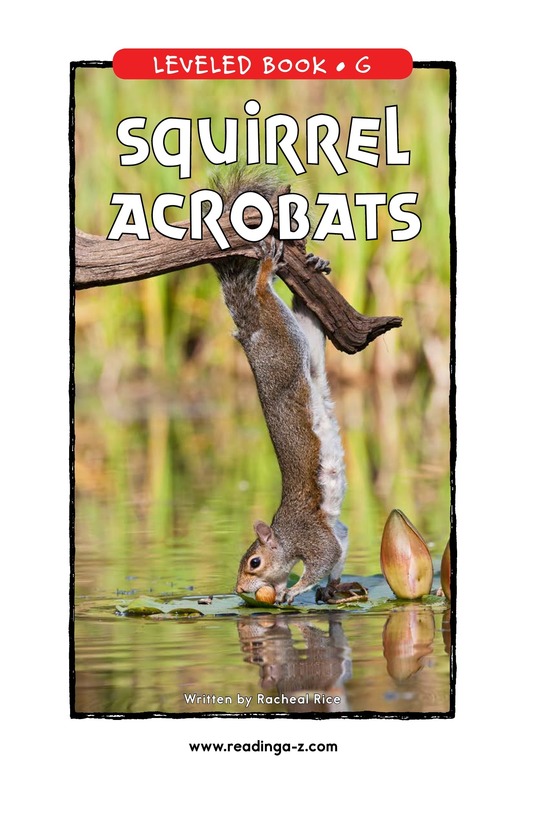 Squirrel Acrobats