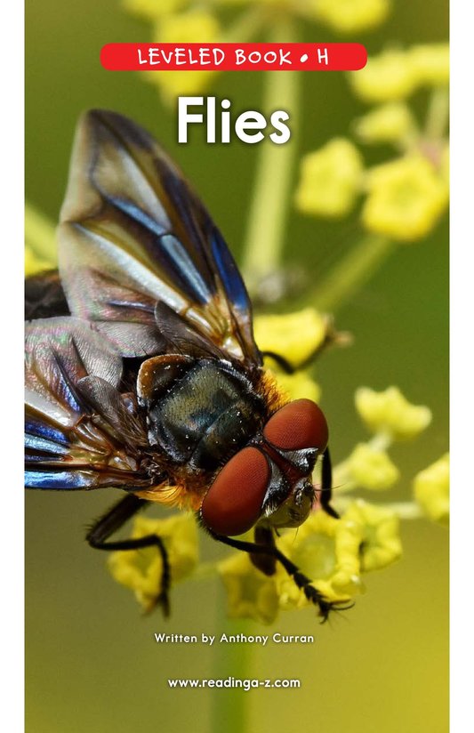 Flies
