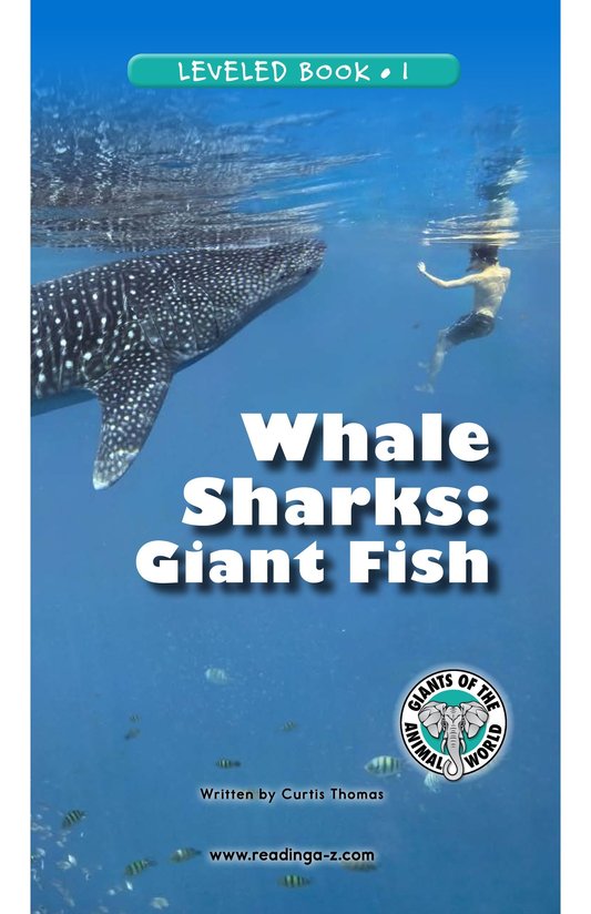 Whale Sharks Giant Fish