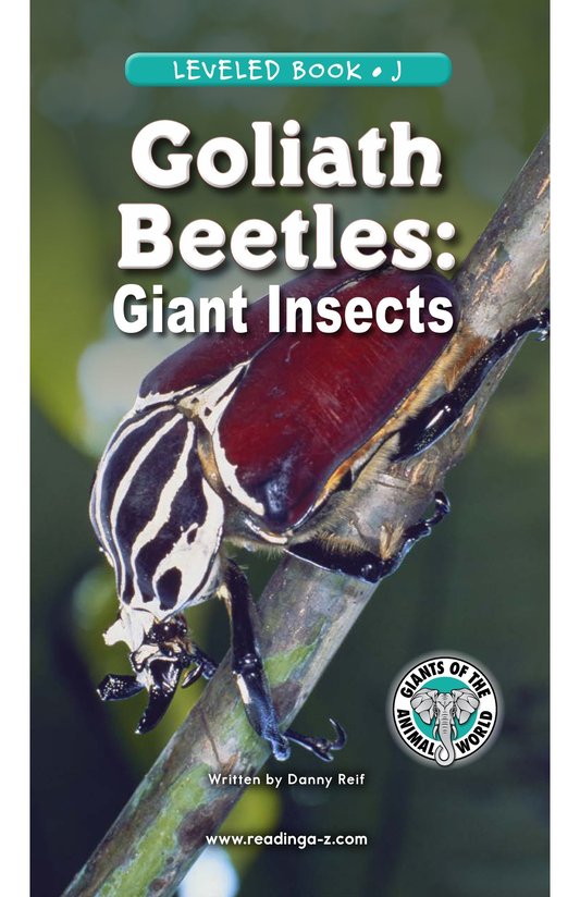 Goliath Beetles Giant Insects
