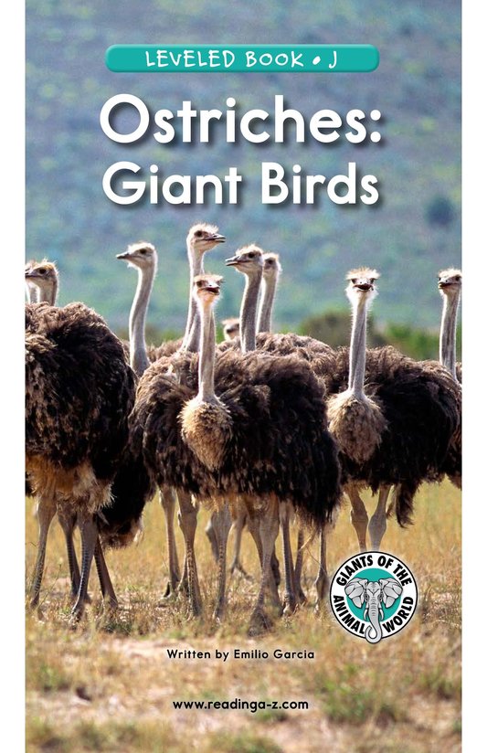 Ostriches Giant Birds
