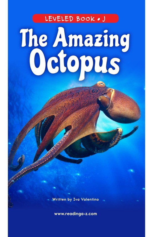 The Amazing Octopus