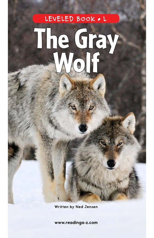 The Gray Wolf