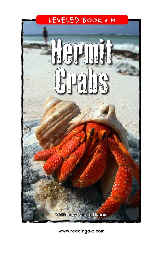 Hermit Crabs