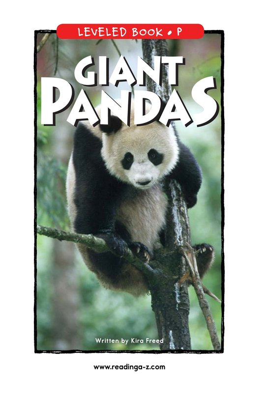 Giant Pandas