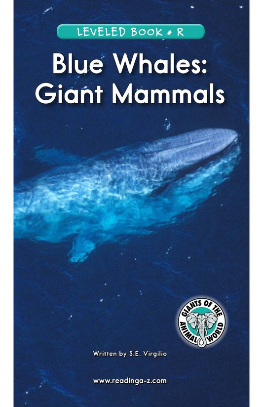 Blue Whales Giant Mammals