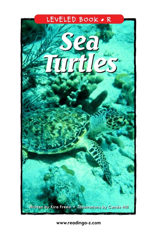 Sea Turtles