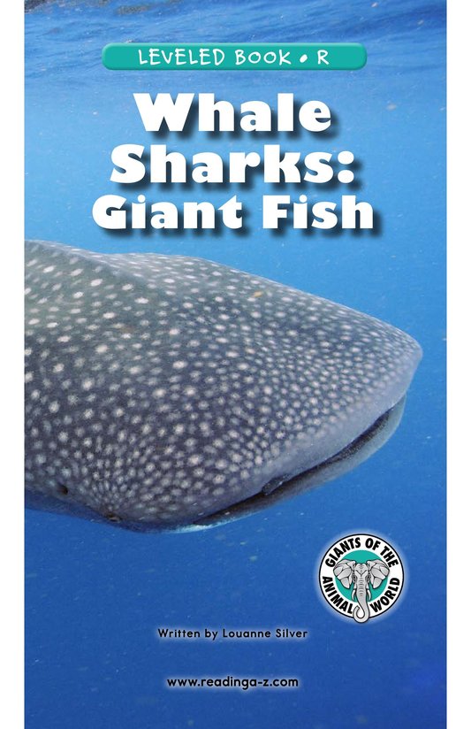 Whale Sharks Giant Fish