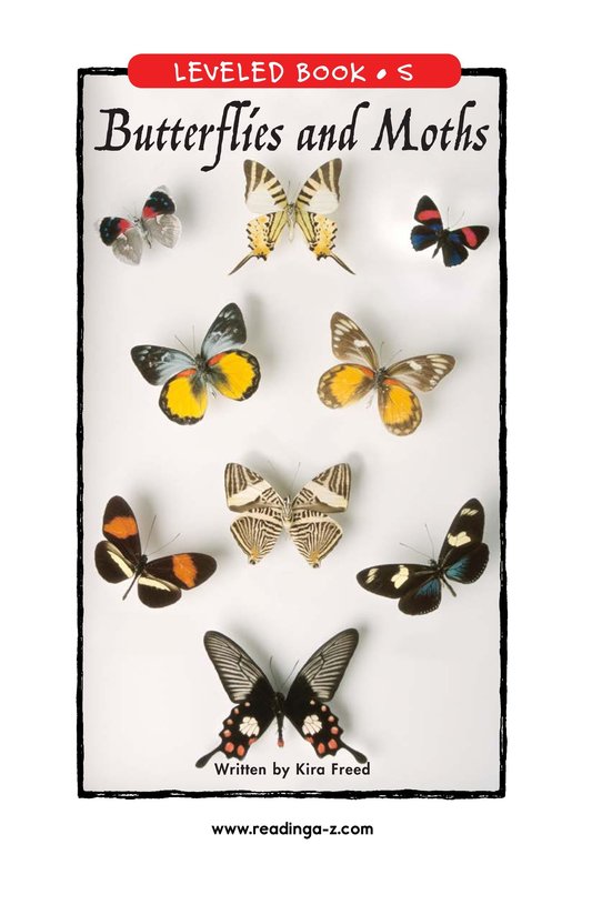Butterflies and Moths