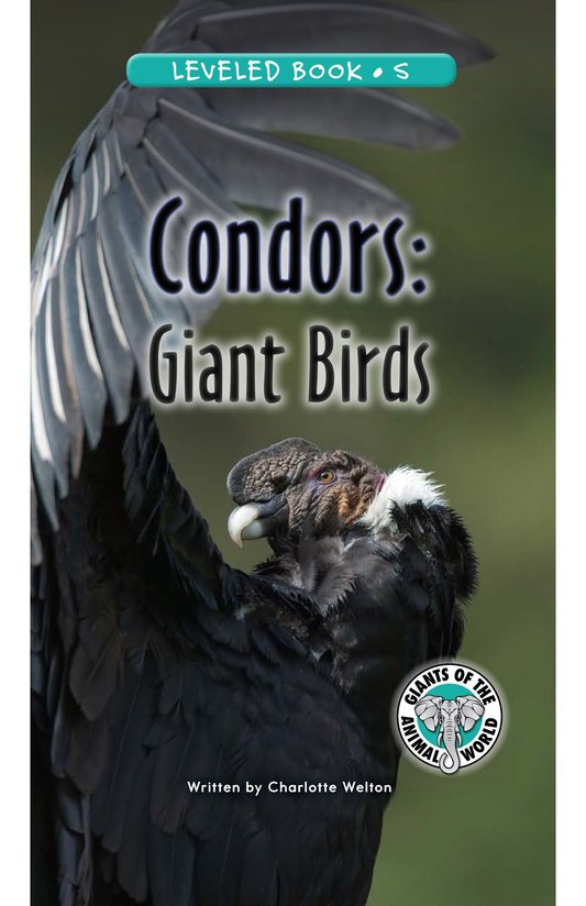 Condors Giant Birds