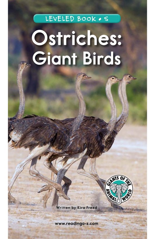 Ostriches Giant Birds