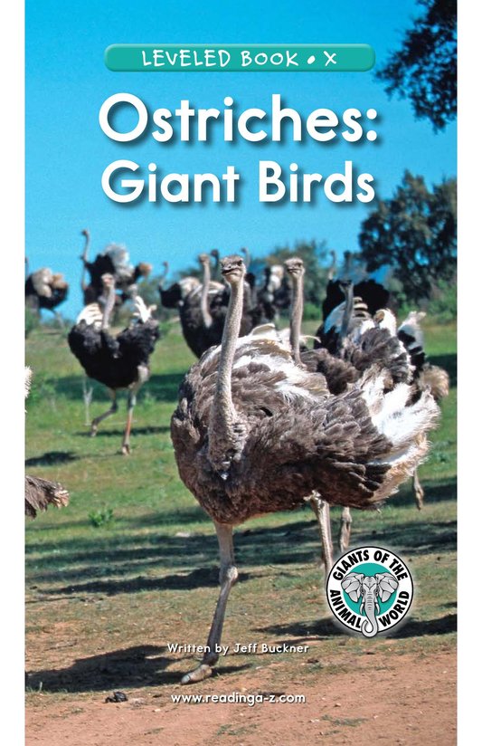 Ostriches Giant Birds