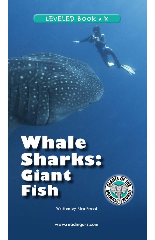 Whale Sharks Giant Fish