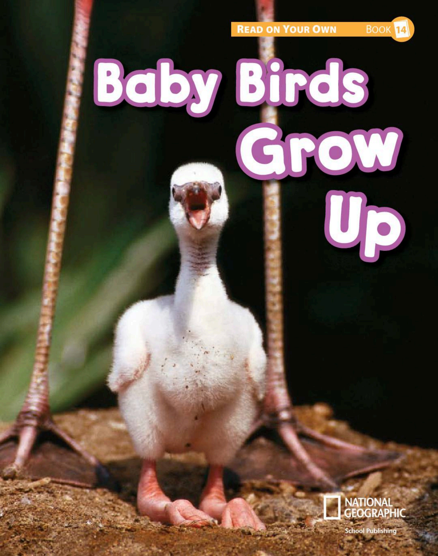Baby Birds Grow Up