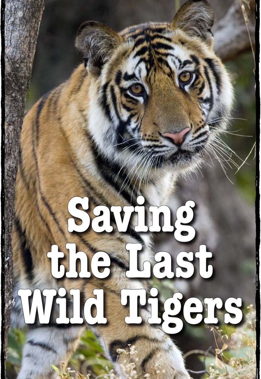 Saving the Last Wild Tigers