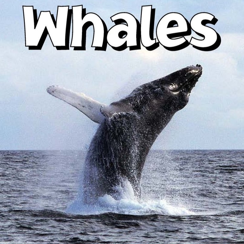 Whales