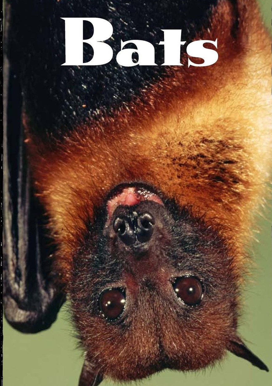Bats