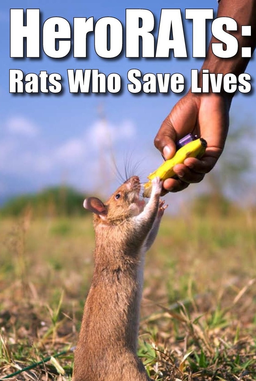 HeroRATs Rats: Who Save Lives