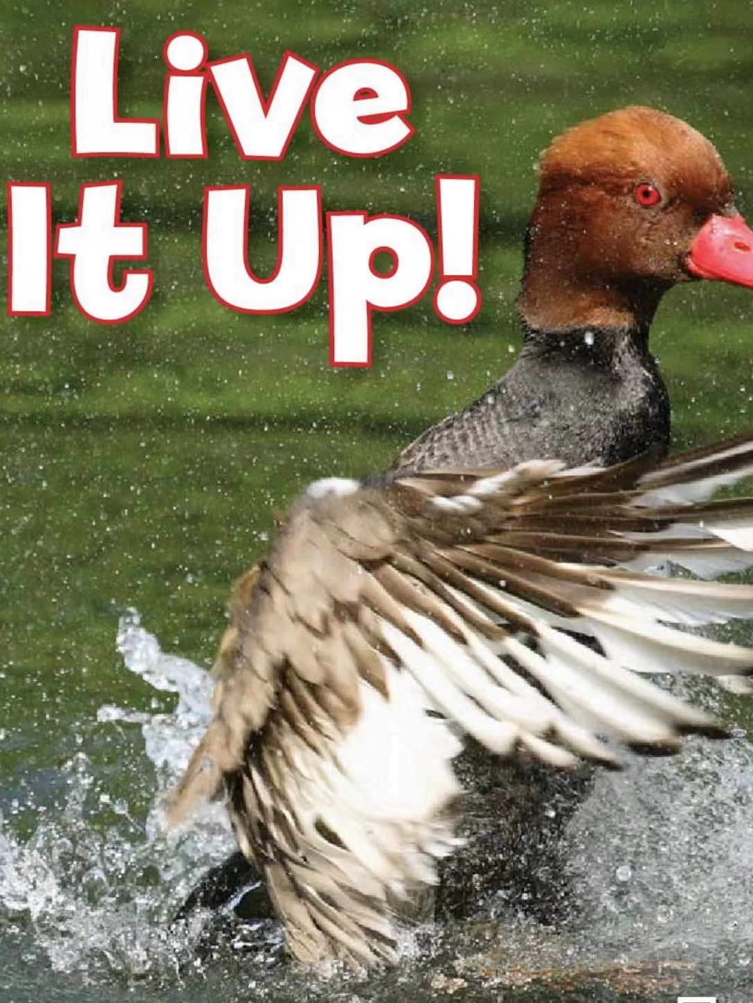 Live It Up!
