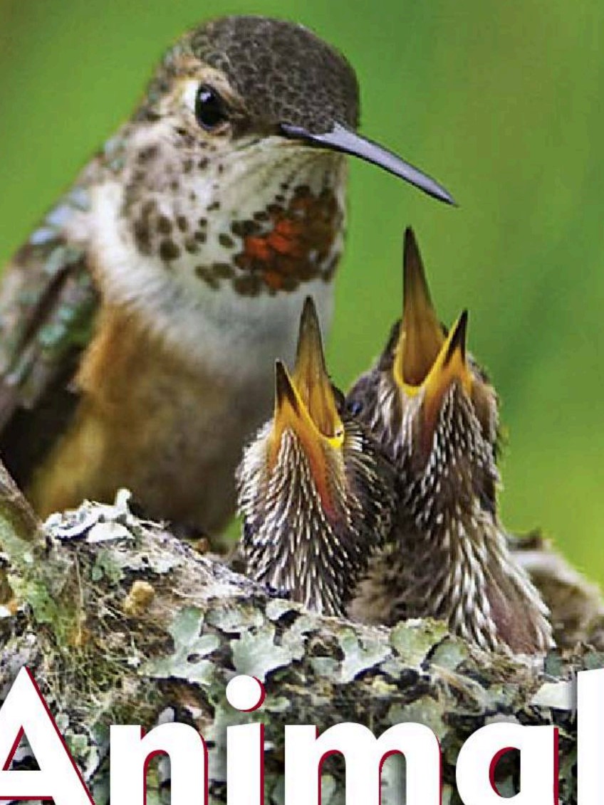 Animals at Home