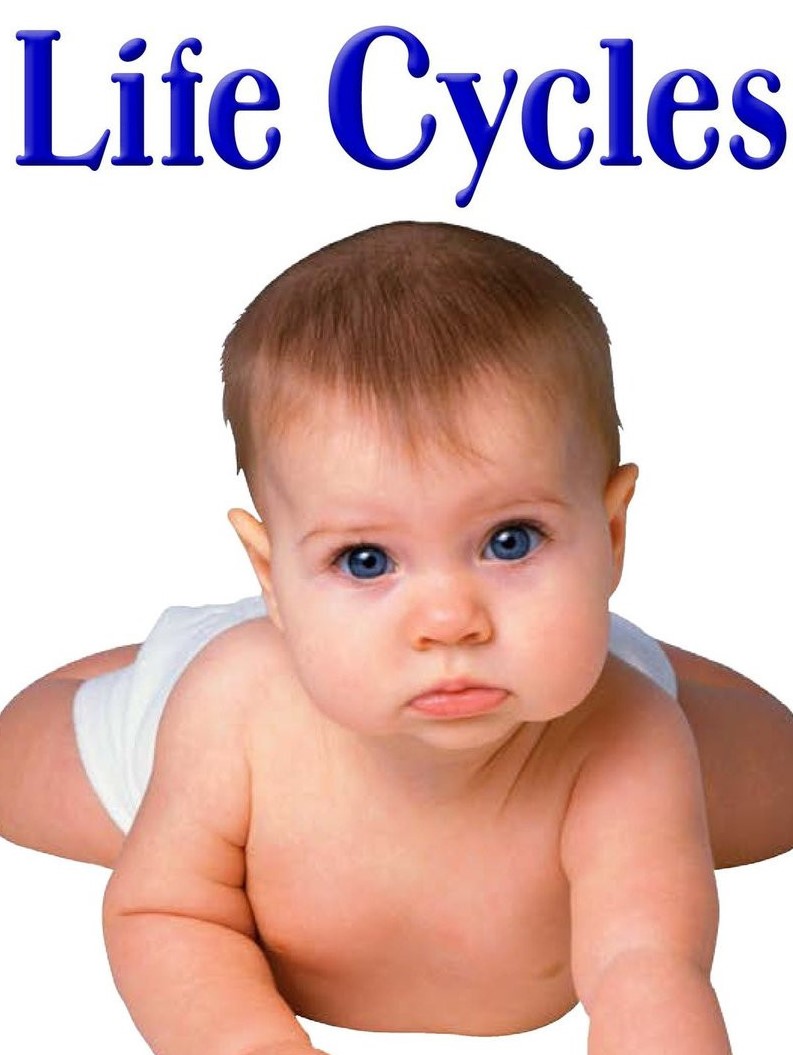 Life Cycles