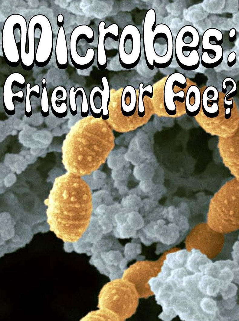 Microbes Friend or Foe