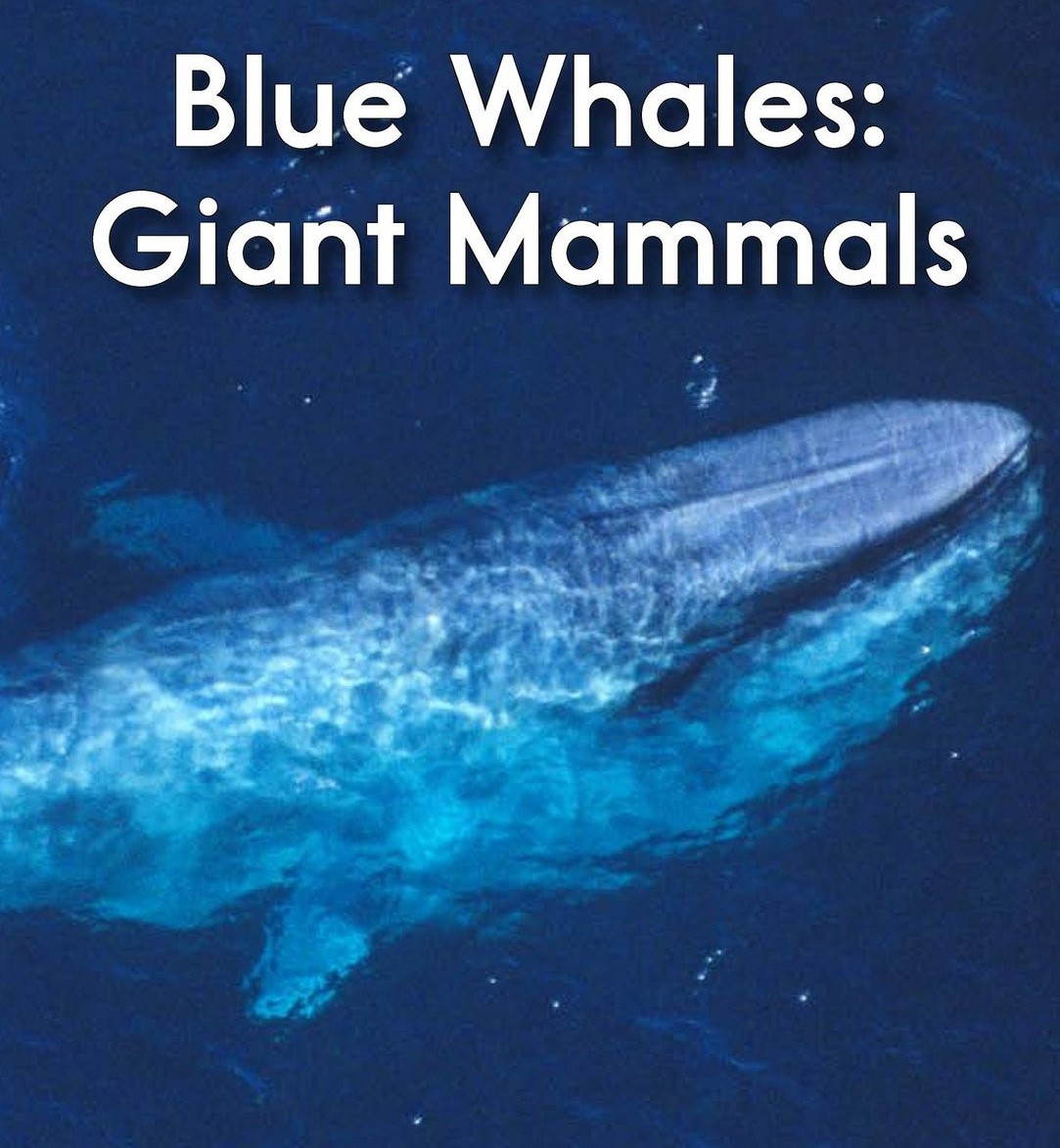 Blue Whales: Giant Mammals